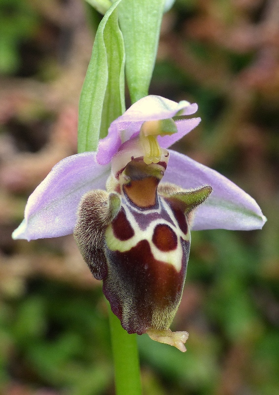 Orchidee di Creta: tra mitologia, montagne e natura, marzo 2015